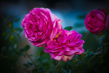 Pink Roses, Flowers, Roses, Floral, Rose HD wallpaper