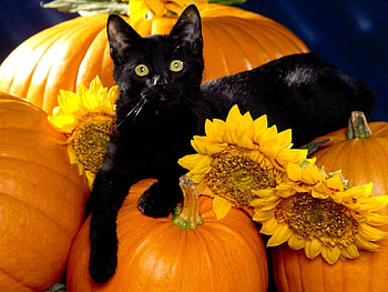 Animals, Pumpkin, Sit, Cat HD wallpaper