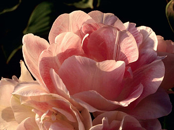 Colors the rose, flowers, roses HD wallpaper