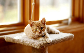 Animals, Light, Cat, Kitty, Kitten, To Lie Down, Lie, Light Coloured, Claws, Claw HD wallpaper