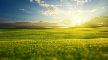 Spring Sunlight in the Field, sunlight, field, sky, nature, spring HD wallpaper