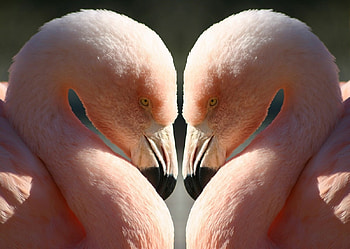 flemingo hearts, shape, pink, flemingos, heart HD wallpaper