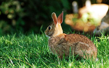 Animals, Grass, Striped, Hare, Back HD wallpaper