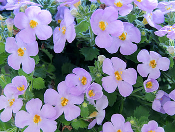 Purple Petals, Flowers, Nature, graphy, Purple HD wallpaper