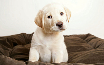 Animals, Sit, Puppy, Labrador, Kid, Tot HD wallpaper