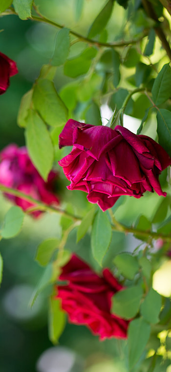 Velvet Rose Buds — Macro Petal Bokeh, bokeh, flower, petal, macro, nature, rose HD phone wallpaper