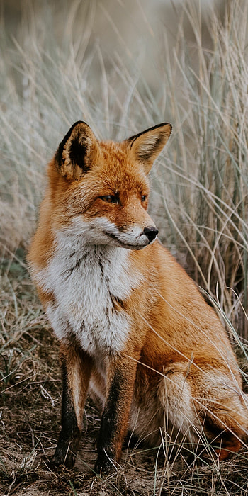 Outdoor grassland predator, Cute pet fox, Lush grass, Wildlife HD phone wallpaper