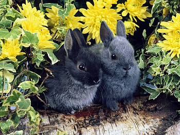 Animals, Rabbits HD wallpaper