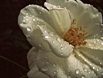 WET LOOK, water, flower HD wallpaper