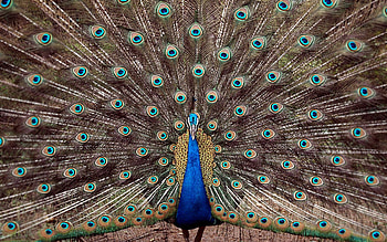 Animals, Birds, Peacocks HD wallpaper
