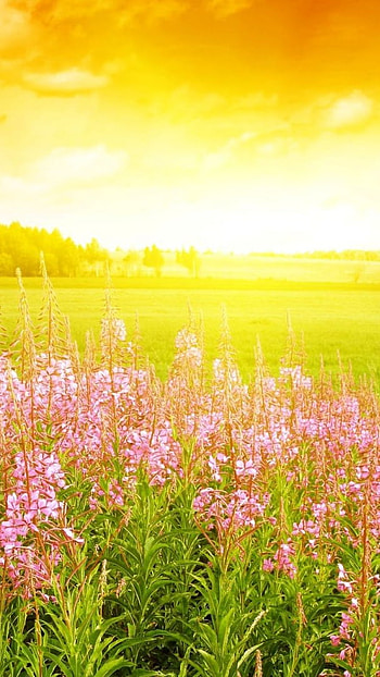 Cheery bloosm view, , summer HD phone wallpaper