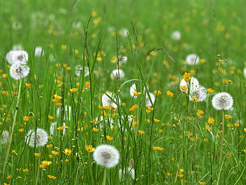 Plants, Flowers, Grass HD wallpaper