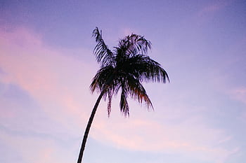 A palm tree silhouetted against a vibrant sunset sky, perfect for tropical themes. HD wallpaper