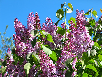 Plants, Flowers, Lilac HD wallpaper
