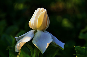 Gardenia Flower Bud, Gardenias, Flowers, Nature, Buds HD wallpaper
