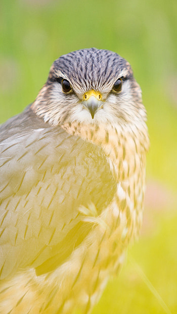 Red-tailed hawk, Birds HD phone wallpaper