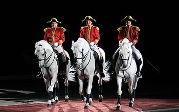 Lippizans Performance, horses, white, dressage, lippizans, austria HD wallpaper