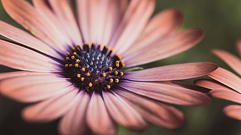 Flower Stamens Petals Blur Background graphy HD wallpaper