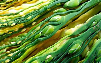 green, yellow, flower, , cute, nature, aricunut, beauty HD wallpaper