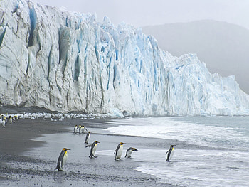 Animals, Ice, Shore, Bank, Ocean, King Penguins HD wallpaper