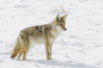 Coyote, Fascinating predator, Intriguing creature, Nature's masterpiece HD wallpaper