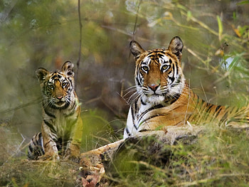 Animals, Grass, Tigers, Predators, Couple, Pair, To Lie Down, Lie, Relaxation, Rest, Big Cats HD wallpaper