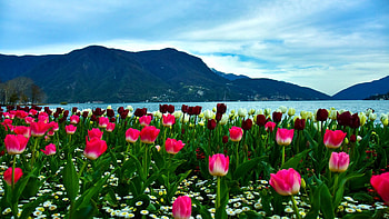 Spring in Switzerland, river, clouds, sky, rhine, mountains, tulips HD wallpaper