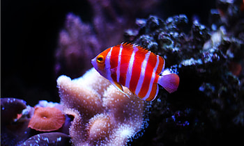 Angelfish, Peppermint Angelfish, Az Animals HD wallpaper