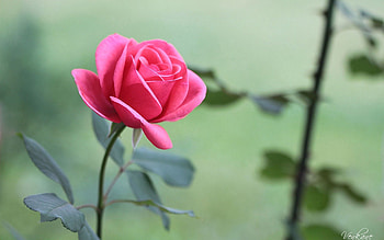 Flower, Macro, Rose Flower, Rose, Petals, Bud HD wallpaper
