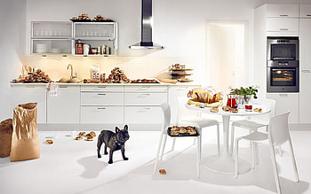 Animals, Food, Dog, Kitchen, Bulldog HD wallpaper