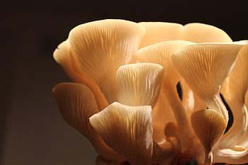 Oyster mushrooms, Gourmet delights, DIY mushroom kits, Culinary adventures HD wallpaper