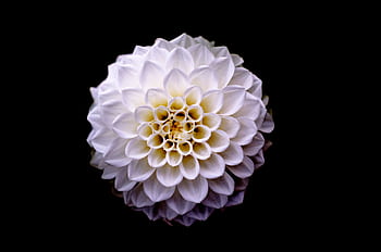 Close-up of a blooming white dahlia flower with delicate petals against a dark background. HD wallpaper