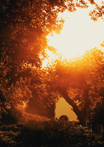 Nature, Trees, Summer, Bush, Garden, Sunlight HD phone wallpaper