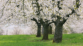 Landscape, Flowers, Trees HD wallpaper