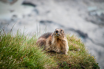 Alpine Marmot, animal, rodent, marmot, alpine HD wallpaper