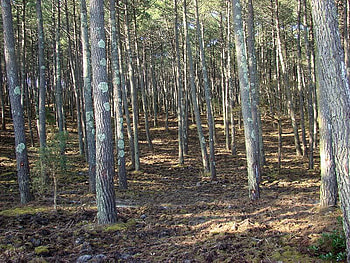 Forest of Trees, field, trees, nature, sun, forest HD wallpaper