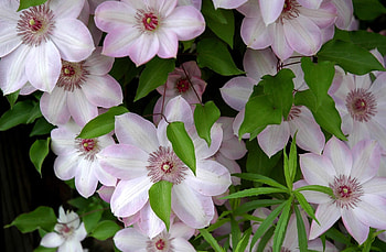 Flowers, Leaves, Flowering, Greens, Blooming, Clematis HD wallpaper