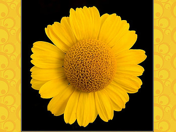 Yellow sunflower, nature, sunflower, yellow, flower HD wallpaper
