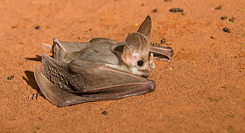 Australian ghost bat, Bats HD wallpaper