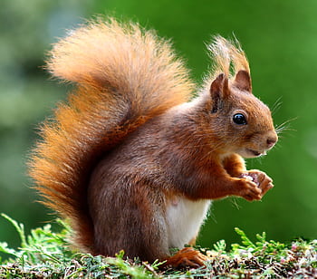 Close-up of a charming red squirrel in natural habitat, showcasing its vibrant fur and curious expression. HD wallpaper