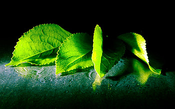 Leaves, Macro, Carved, Form, Shadow HD wallpaper