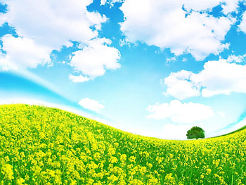 Nature, Flowers, Wood, Tree, Color, Colors, Slope, Meadow HD wallpaper