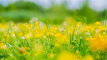 Close-up of vibrant yellow wildflowers blooming in a lush meadow on a sunny day. HD wallpaper