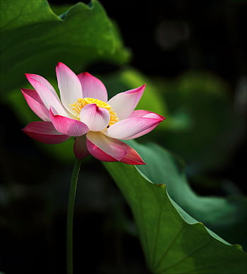 Vibrant lotus flower blooming amidst lush green leaves in serene garden setting. HD phone wallpaper