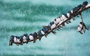 Steady, cute, birds, animals, snow HD wallpaper