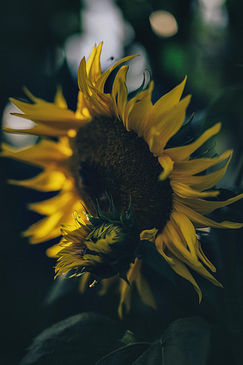 Flowers, Flower, Petals, Bloom, Flowering, Sunflower HD phone wallpaper
