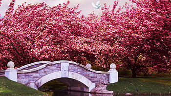 Spring in the park, blossoms, river, cherry, sakura, bridge, trees HD wallpaper