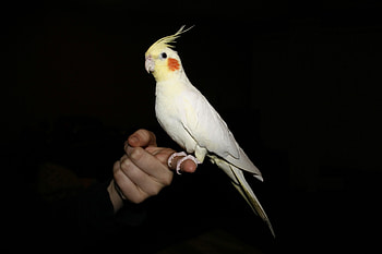 Cockatiel bird, Feathered friend, Bird species, Avian beauty HD wallpaper