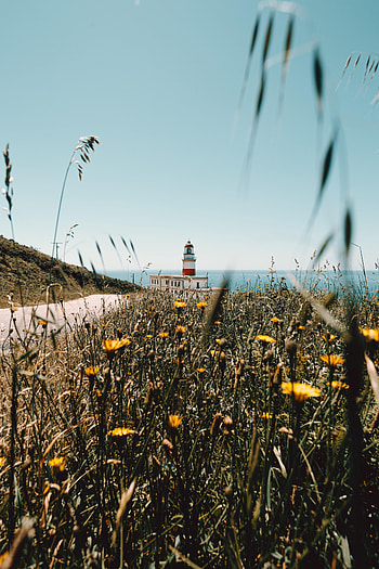 Nature, Flowers, Building, Lighthouse, Wildflowers HD phone wallpaper