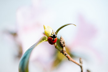 Macro, Branch, Insect, Ladybug, Ladybird HD wallpaper